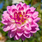 dahlia fleur